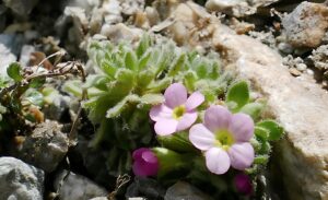 Androsace pubescens