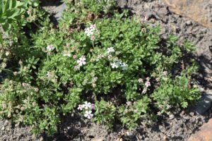 Androsace villosa subsp. villosa