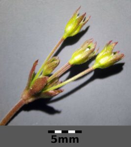 Androsace elongata