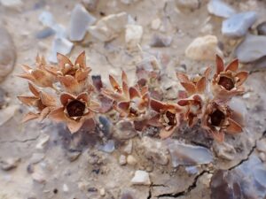Androsace maxima