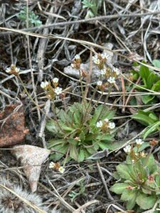 Androsace septentrionalis