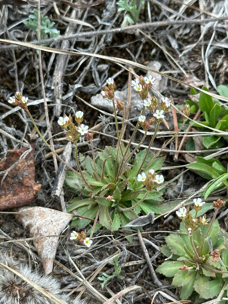 Androsace septentrionalis