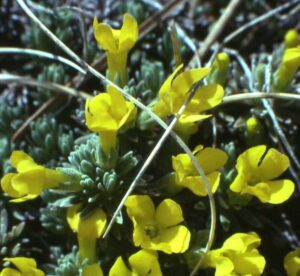 Androsace vitaliana