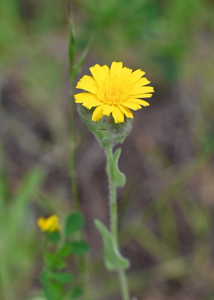 Andryala arenaria
