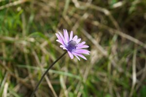 Anemone hortensis