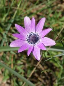 Anemone hortensis subsp. hortensis