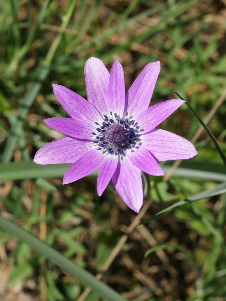Anemone hortensis subsp. hortensis