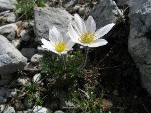 Anemone pavoniana