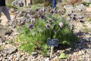 Pulsatilla grandis subsp. grandis