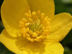 Anemone ranunculoides