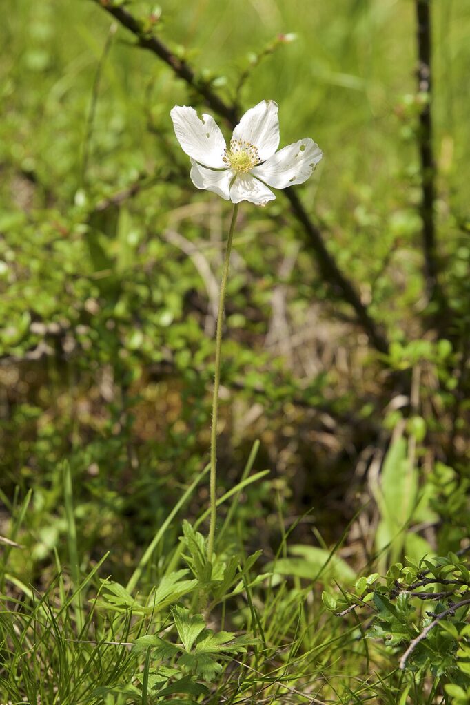 Anemone sylvestris