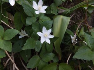 Anemone trifolia