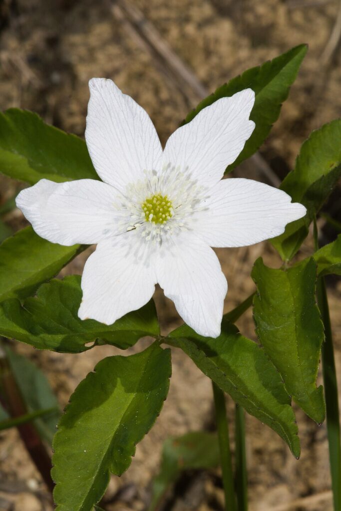Anemone trifolia subsp. trifolia