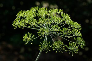 Anethum graveolens