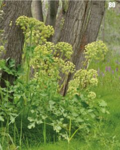 Angelica archangelica