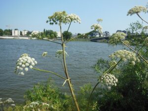 Angelica heterocarpa