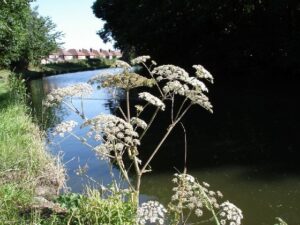 Angelica sylvestris