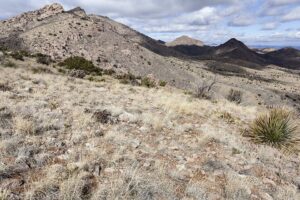 Draba dubia subsp. dubia