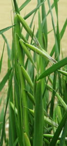 Avena sterilis