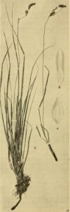 Carex × mucronulata