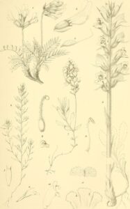Orobanche pancicii