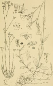Cerastium moesiacum