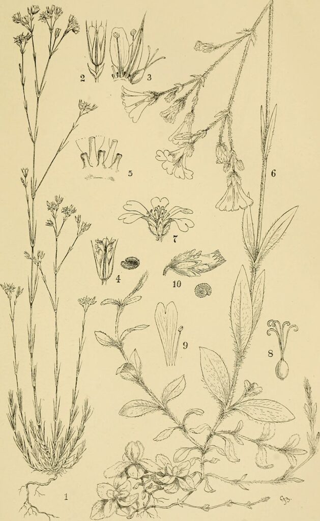Cerastium moesiacum