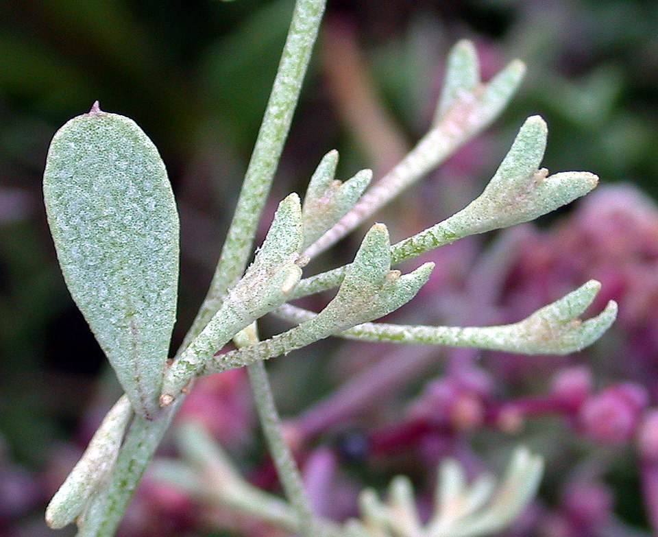 Halimione pedunculata