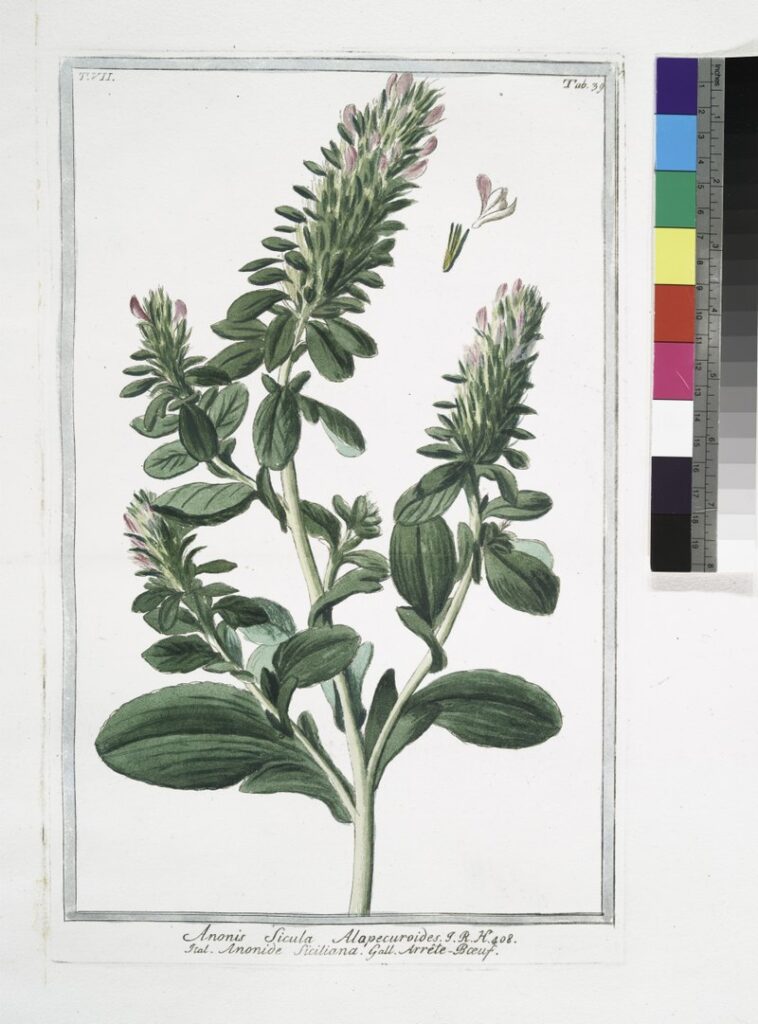 Ononis alopecuroides