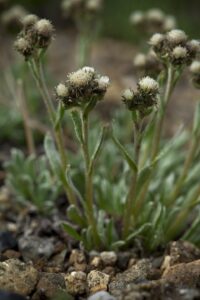 Antennaria friesiana subsp. friesiana