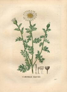 Cota altissima