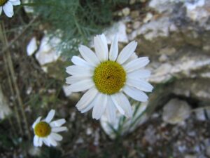 Anthemis cupaniana