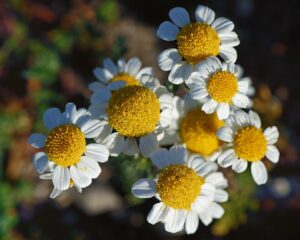 Anthemis maritima