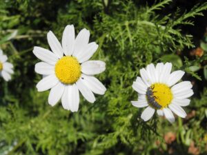 Anthemis pseudocotula