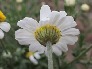 Anthemis ruthenica