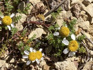 Anthemis secundiramea