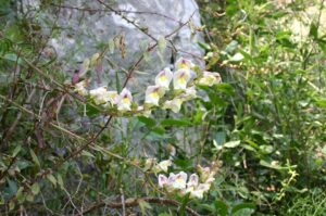 Antirrhinum siculum