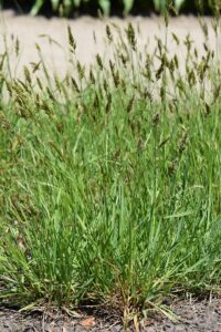 Anthoxanthum odoratum