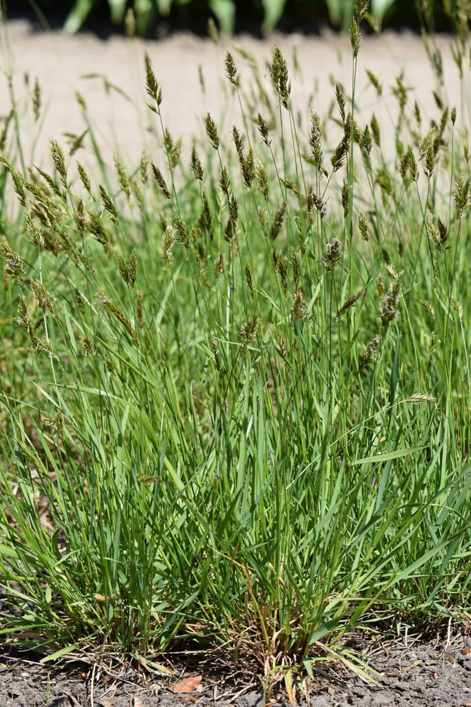 Anthoxanthum odoratum