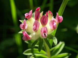 Anthyllis vulneraria subsp. boscii