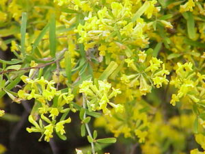 Anthyllis hermanniae