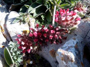 Anthyllis vulneraria subsp. iberica