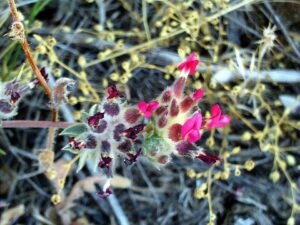 Anthyllis vulneraria subsp. pseudoarundana