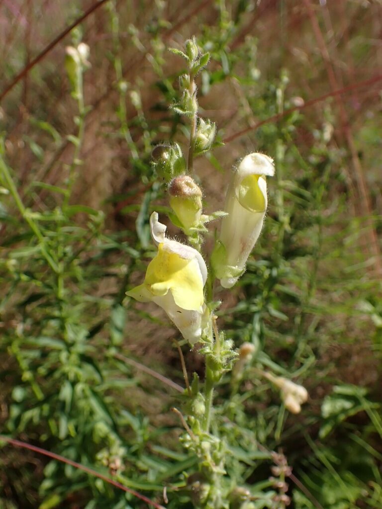 Antirrhinum braun-blanquetii