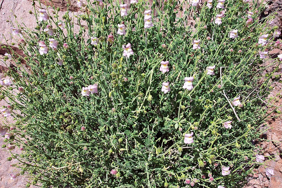 Antirrhinum charidemi