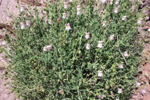 Antirrhinum charidemi