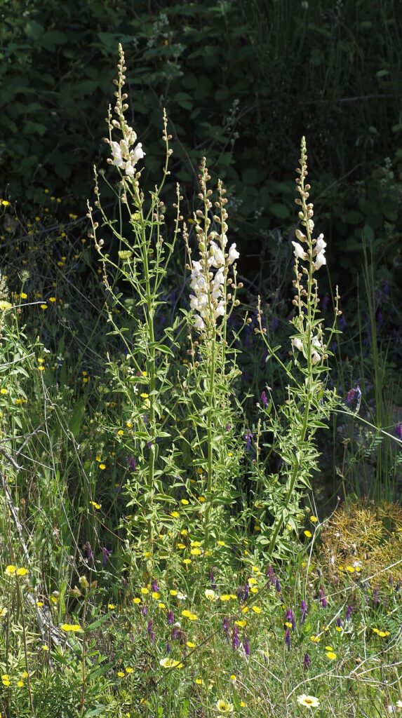 Antirrhinum graniticum