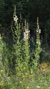 Antirrhinum graniticum