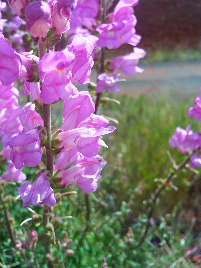 Antirrhinum graniticum subsp. graniticum