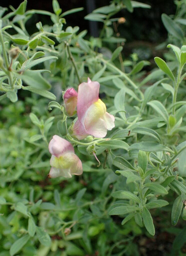 Antirrhinum hispanicum